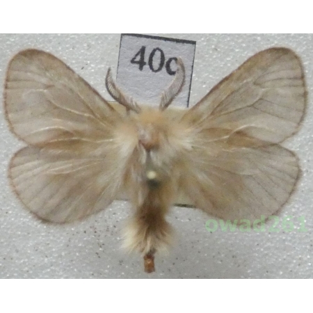 Pachythelia villosella (Ochsenheimer, 1810) Czech40c